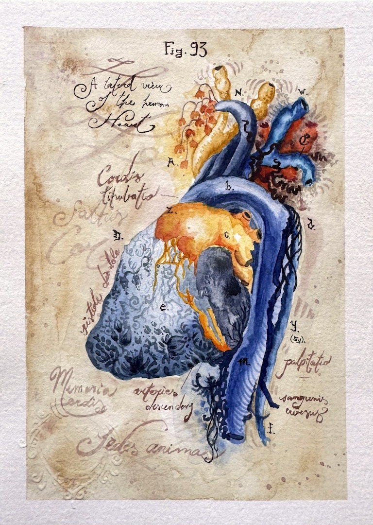 Lámina anatómica del corazón, acuarela